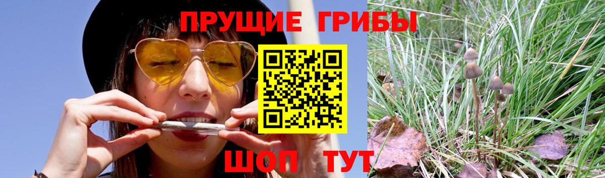 Псилоцибиновые грибы Cubensis  Псилоцибиновые грибы прущие грибы  Чусовой  Вход с VPN 